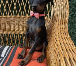 Doberman VRHUNSKI štenci
